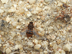 Pycnomalla splendens