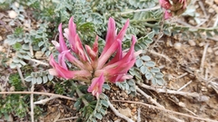 Astragalus incanus