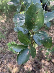 Aceria mackiei