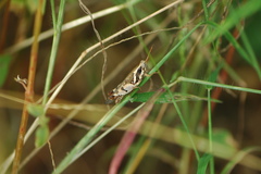 Catantopinae