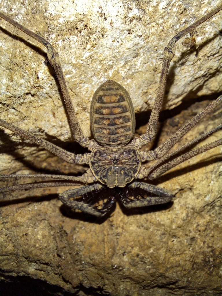 Phrynus pinarensis