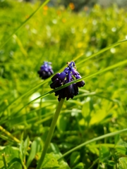 Muscari commutatum