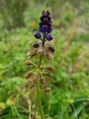 Bellevalia dubia boissieri