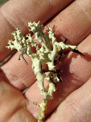 Cladonia caroliniana