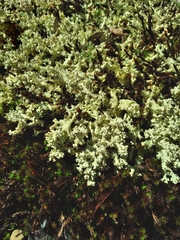 Cladonia caroliniana