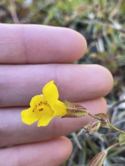Erythranthe serpentinicola
