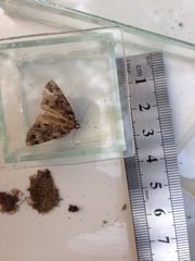 Pseudocoremia suavis