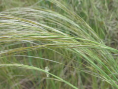 Stipa borysthenica