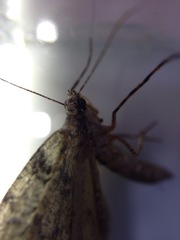 Pseudocoremia suavis