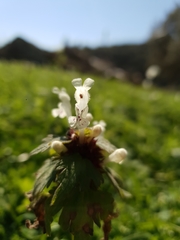 Lamium bifidum