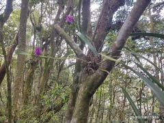 Arpophyllum giganteum