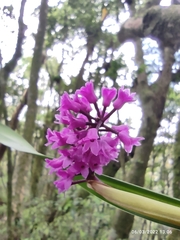 Arpophyllum giganteum
