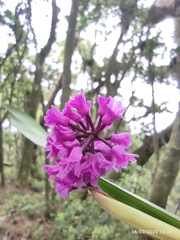 Arpophyllum giganteum