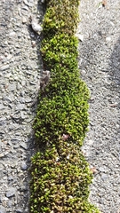 Bryophyta
