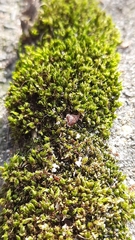 Bryophyta