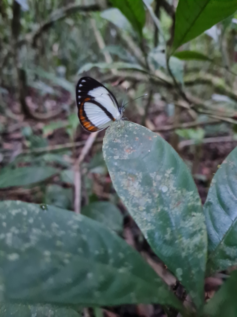 Itaballia pandosia