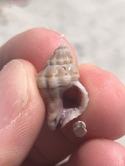 Vokesinotus perrugatus