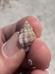 Vokesinotus perrugatus