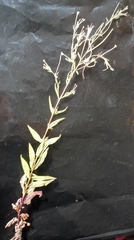 Epilobium pseudorubescens