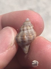 Vokesinotus perrugatus