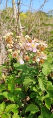 Rubus ulmifolius image