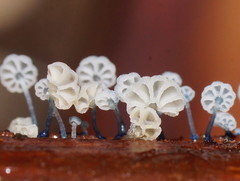 Mycena lazulina