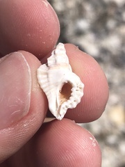 Eupleura sulcidentata