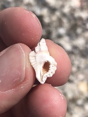 Eupleura sulcidentata