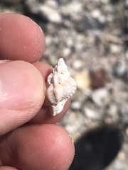 Eupleura sulcidentata