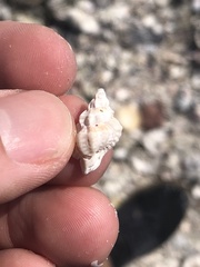 Eupleura sulcidentata