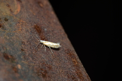 Argyresthia canadensis