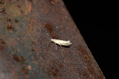 Argyresthia canadensis