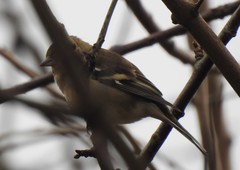 Fringilla coelebs
