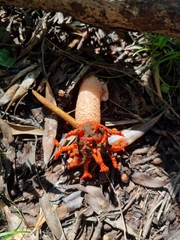 Lysurus corallocephalus