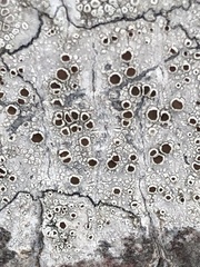 Lecanora hybocarpa