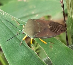 Piezosternum calidum