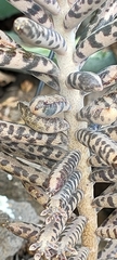 Kalanchoe delagoensis image