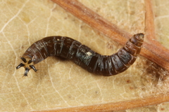 Rhypholophus