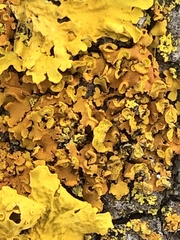 Xanthomendoza fallax