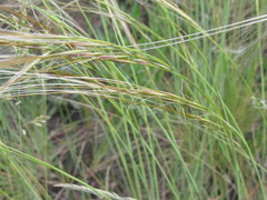 Stipa borysthenica