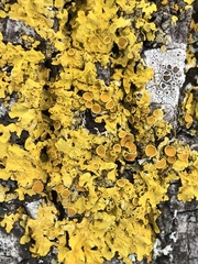 Xanthoria parietina