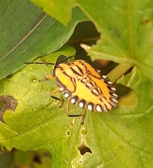 Piezosternum calidum