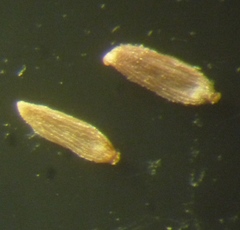 Epilobium pseudorubescens