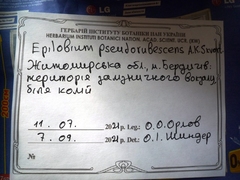 Epilobium pseudorubescens