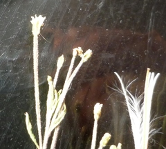 Epilobium pseudorubescens