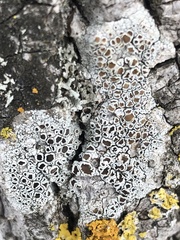 Lecanora hybocarpa