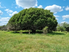 Ficus ingens
