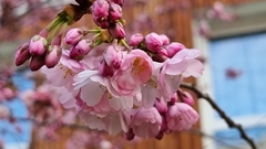 Prunus serrulata