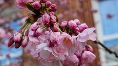 Prunus serrulata