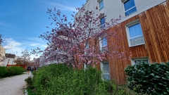 Prunus serrulata